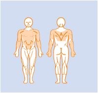EN-Dynamic Chest Press 坐姿胸推訓練機